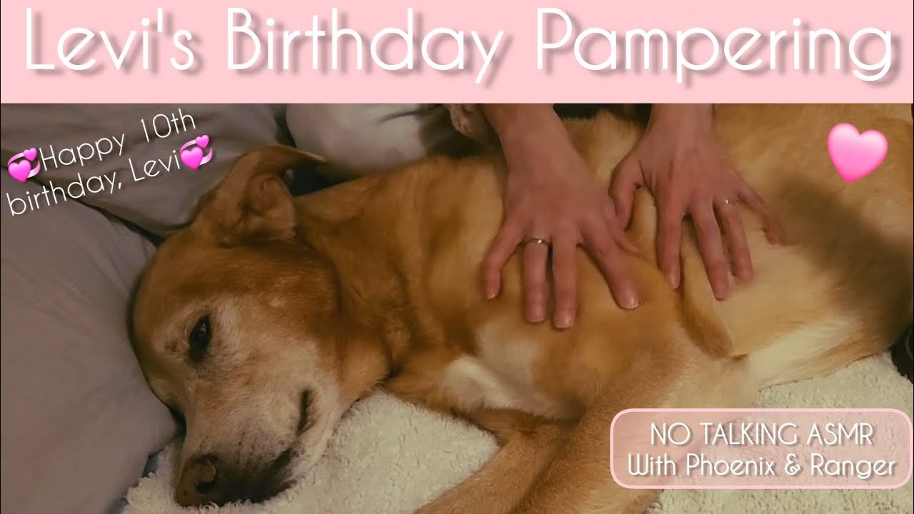 ASMR | Birthday Massage & Brushing | Relaxing With Sweet Levi, Purring Phoenix & Sleepy Ranger