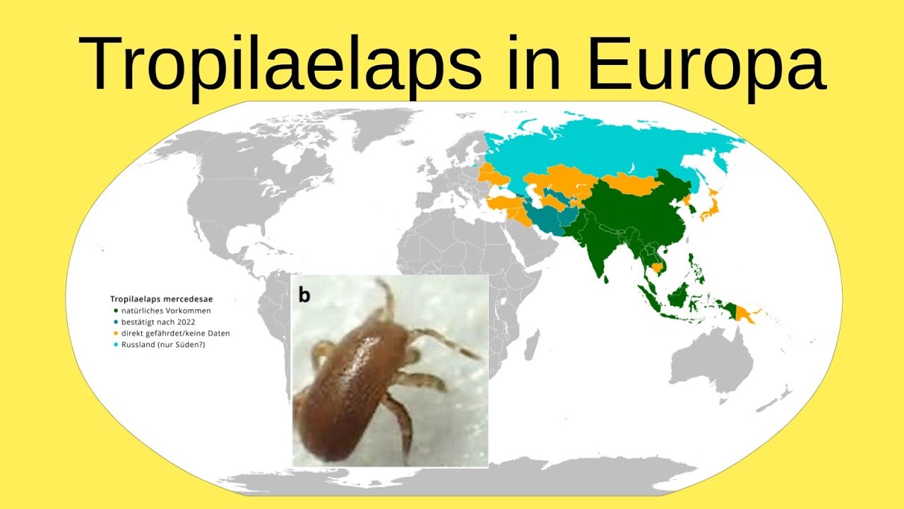 23.12.'24 Tropilaelaps mercedesae - erste Nachweise in Europa