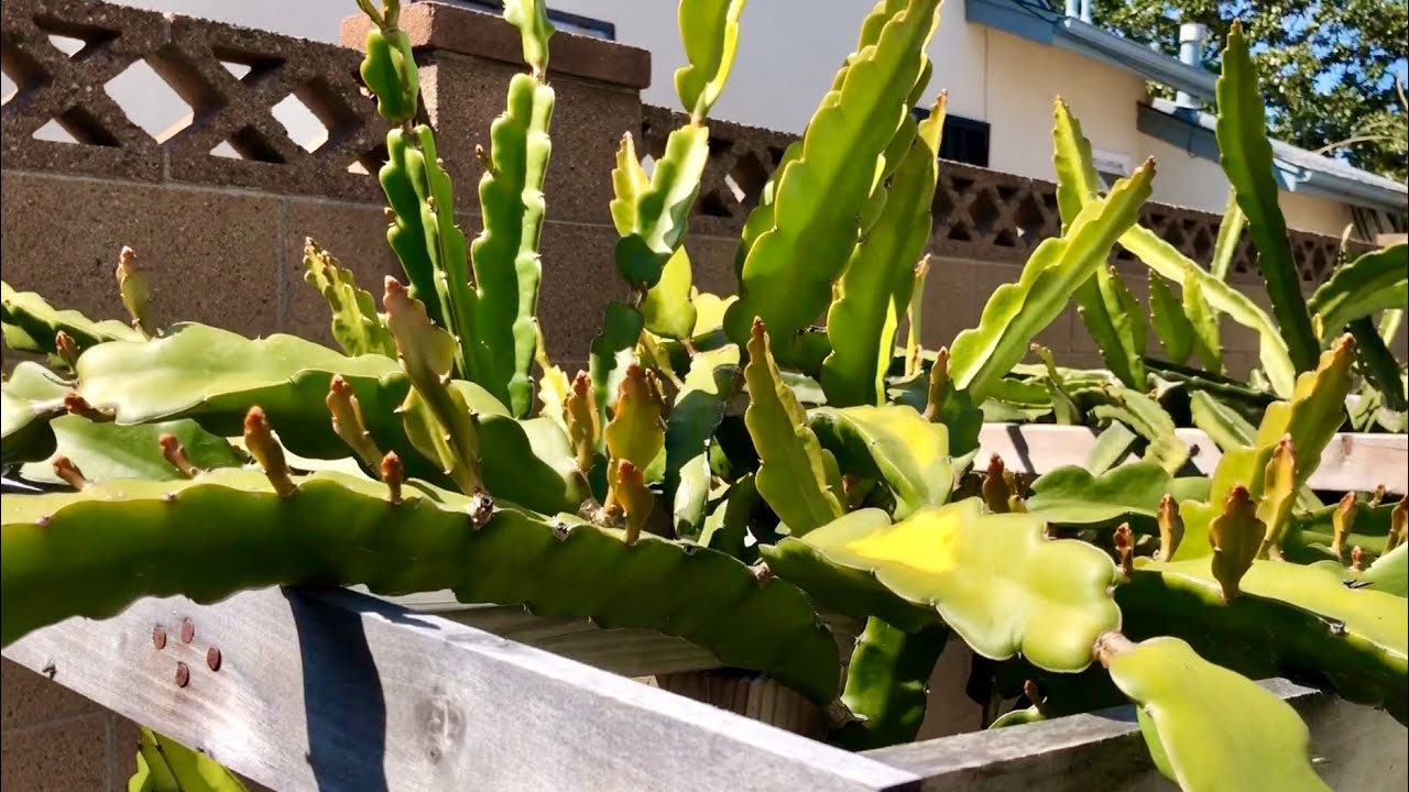 Spring Pruning Dragon Fruit