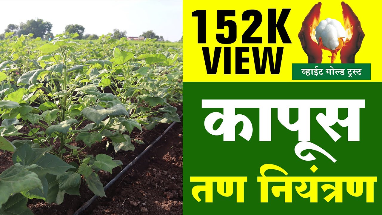 कापूस तण नियंत्रण व व्यवस्थापन// Cotton Weed Control and Management