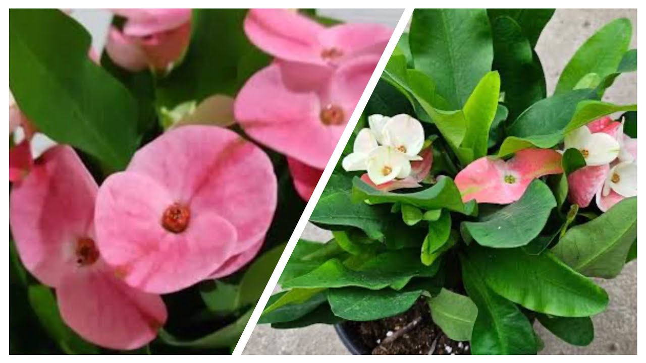 Dikenler tacı çiçeği nasıl çoğaltılır 🌸dikenler tacı çiçeği bakımı