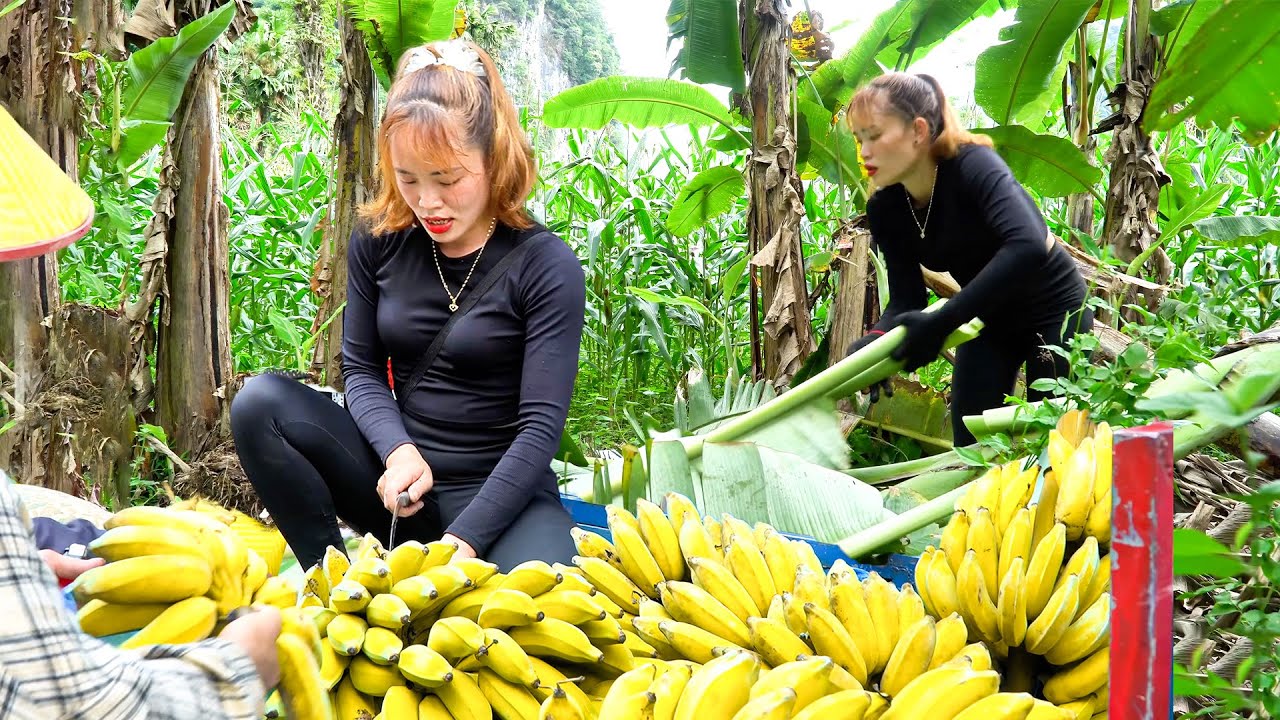 Harvesting Bananas With a 3-Wheeled Truck | Market Day and Village Farm Life