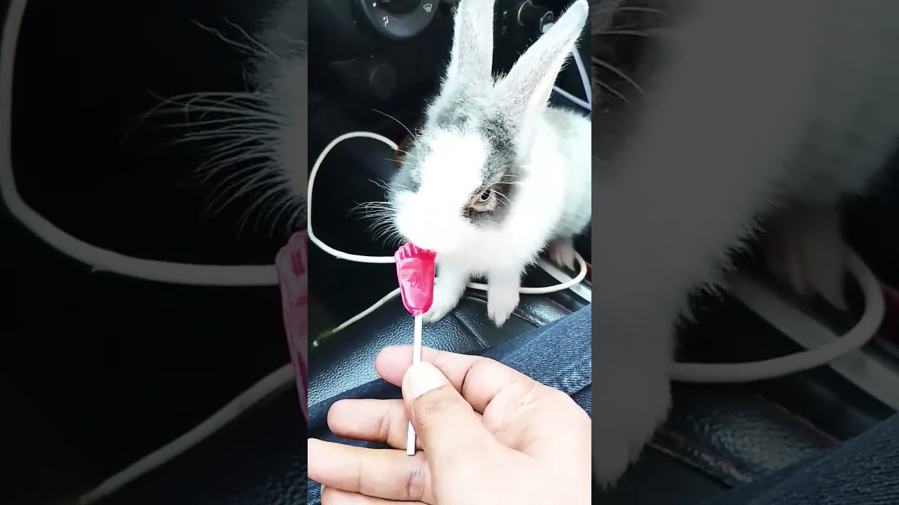 kelinci imut lucu makan permen #rabbit #cute #kelincikreatif #hunny