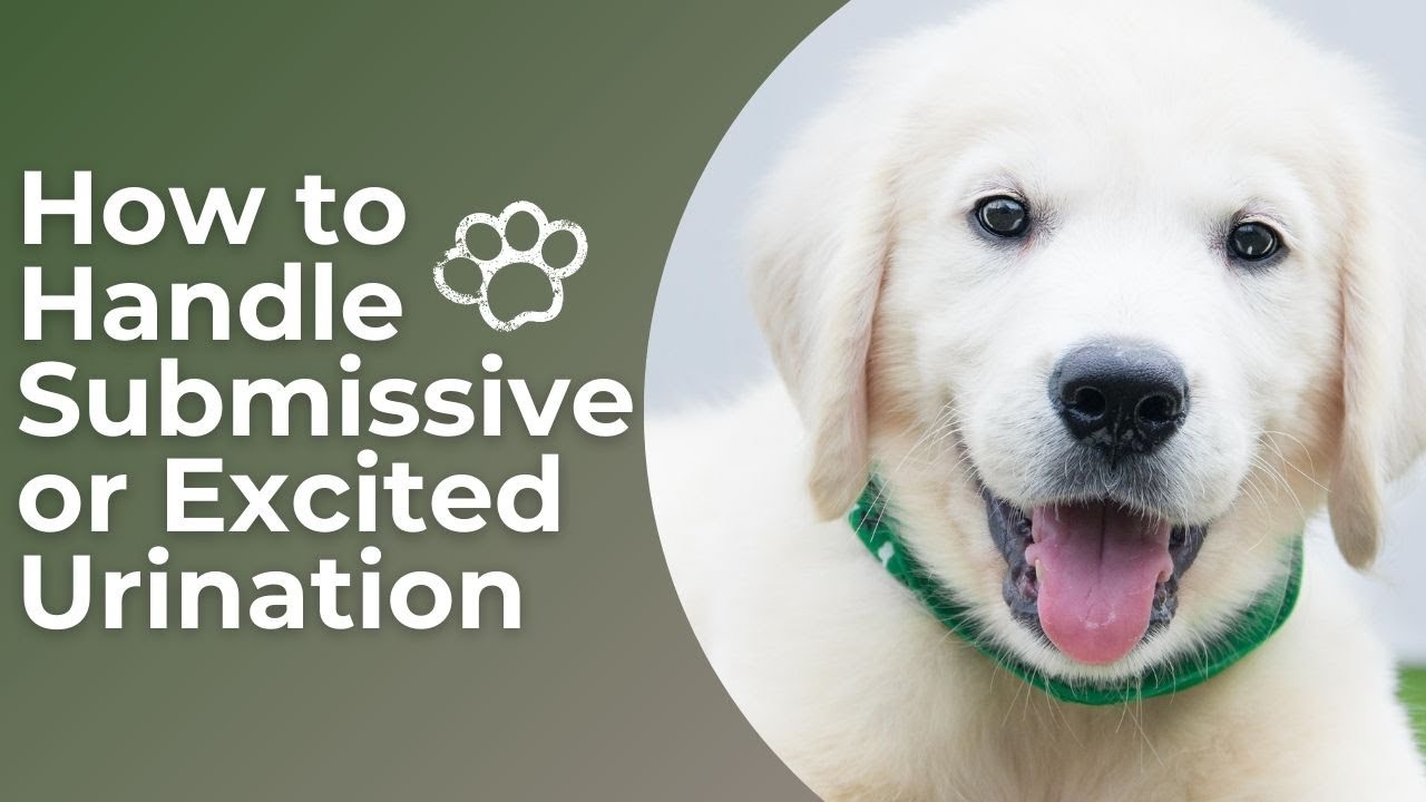 How to Handle Submissive or Excited Urination with Your Pup