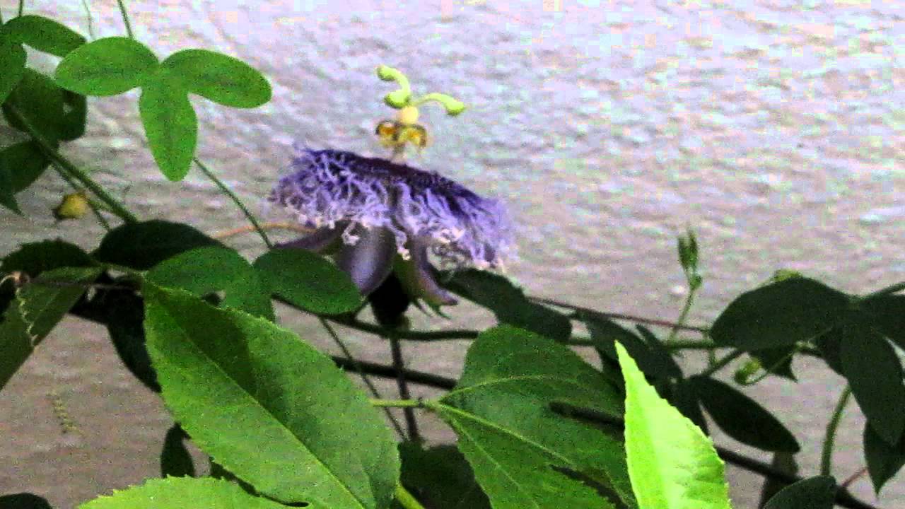 Passiflora Incense