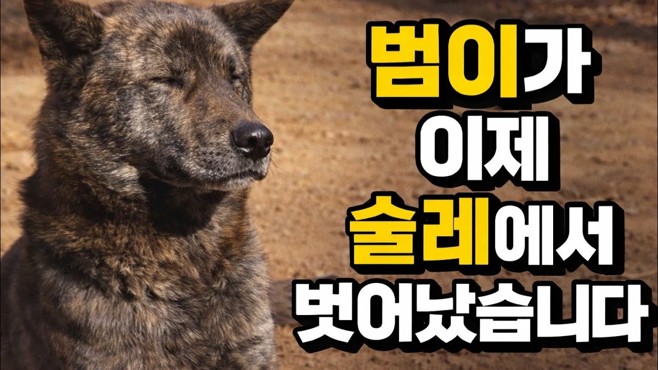 범이와 담이의 설날 선물