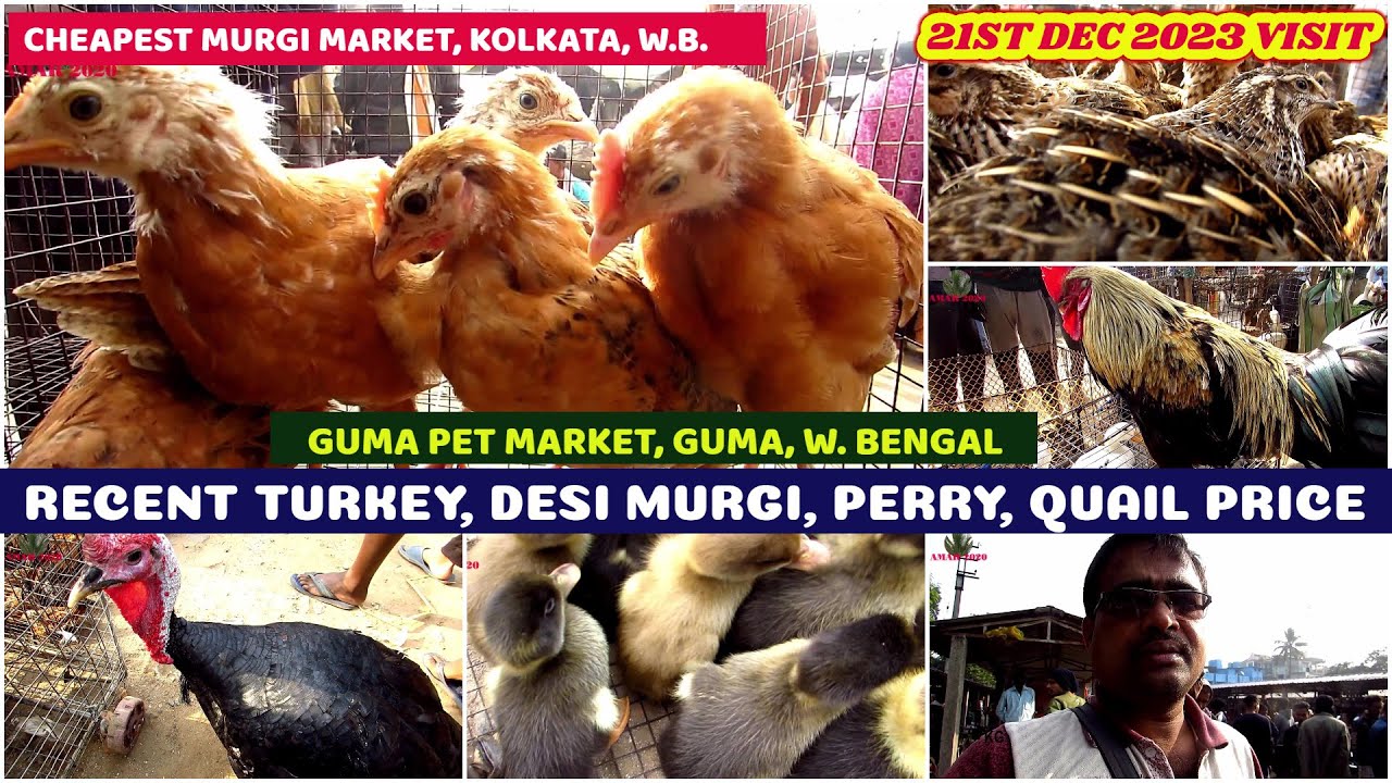 Recent Price of Hen, Turkey, Quail, Duck, Silky at Guma Pet Market, Kolkata, W.B.| 21st Dec 2023