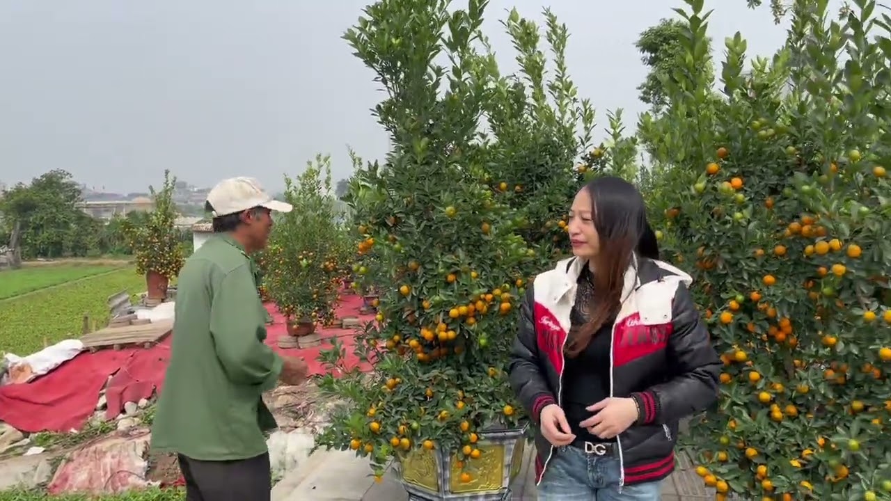 Các bác gia phố chùa ủng hộ vườn quất cho doanh nghiệp duy qoang ạ#tintuc 