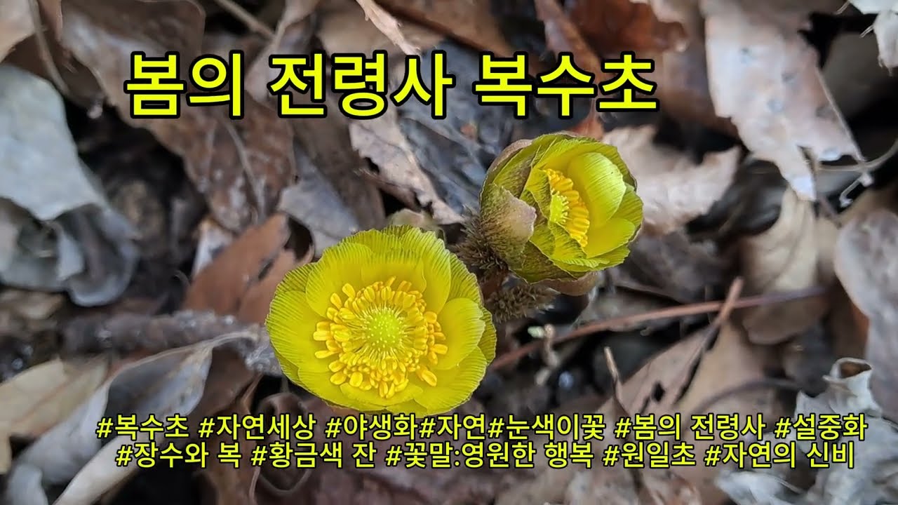 봄의 전령사 복수초 #자연세상 #복수초 #야생화 #봄의 전령사 #장수와 복 #꽃말 영원한 행복 #설중화 #원일초 #새해 복 많이 받으세요