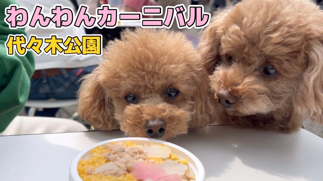 わんわんカーニバルで見つけた犬用ちらし寿司【犬イベント】