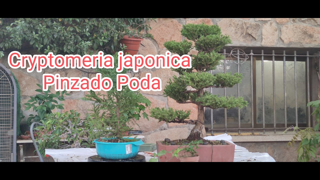 Cryptomeria japonica. Pinzado poda en @mbrafifi1