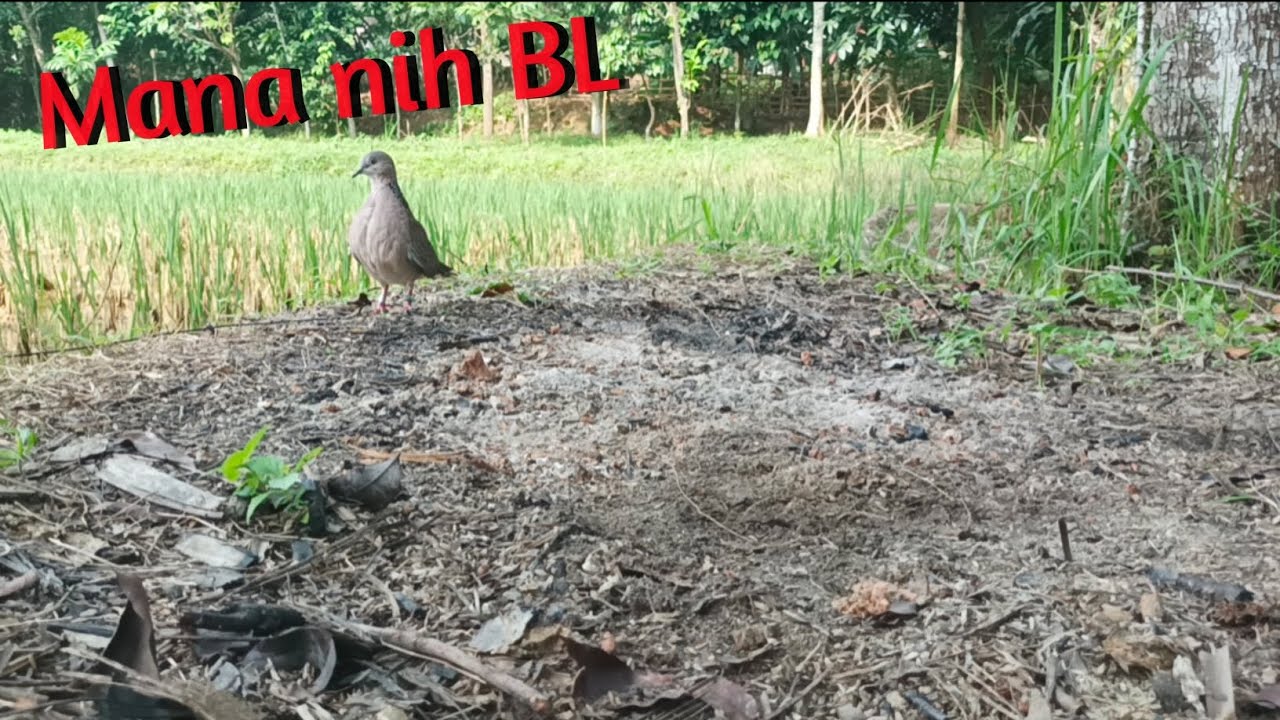 Melatih Ajaran 