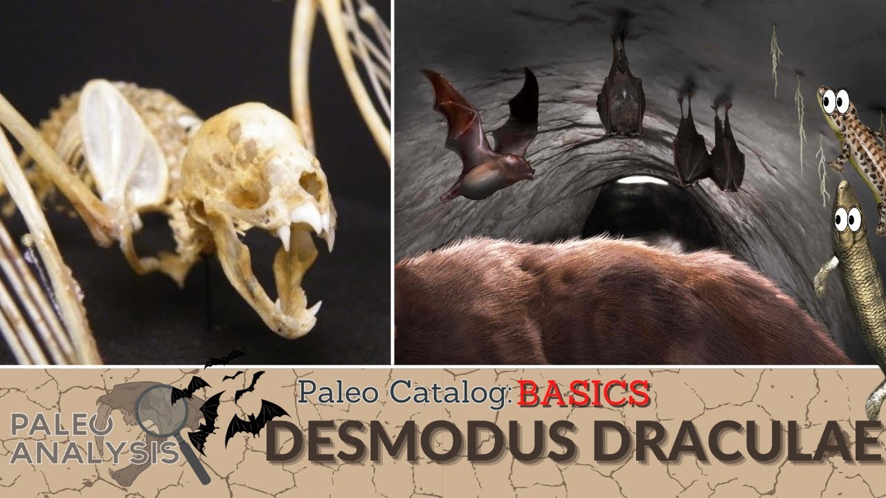 Paleo Catalog Basics: Desmodus draculea (The Giant Vampire Bat)