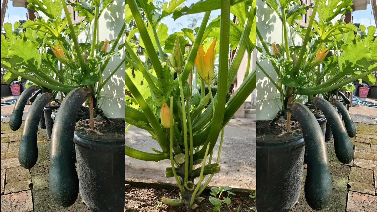 cara menanam zucchini dari benih sampai panen || how to grow zucchini from seed to harvest