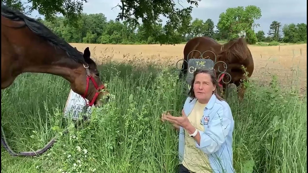 Orchard grass: Fast Food for Four-leggers!