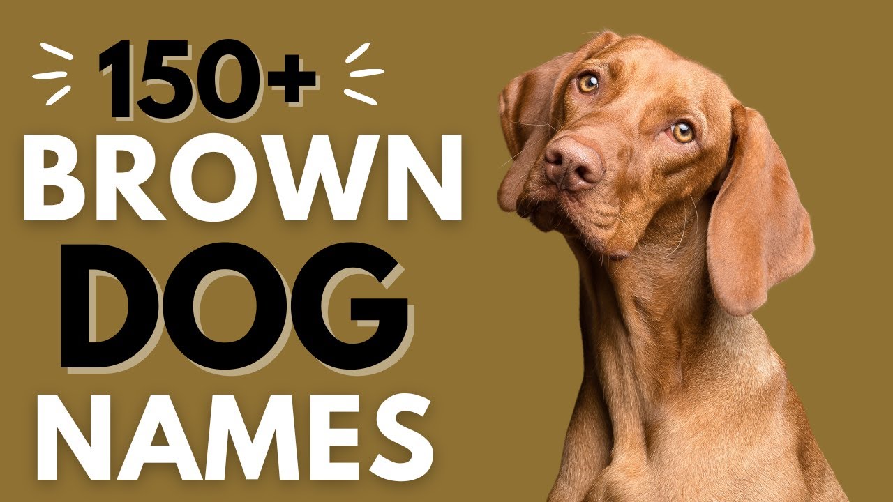 150+ BROWN Dog Names | Best Brown Dog Names