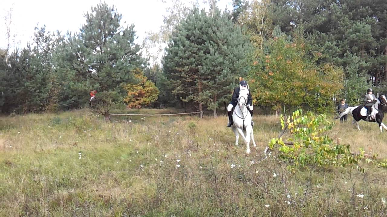 Hubertus 2011 Stado Ogier&oacute;w w Gnieźnie cz.2 HD
