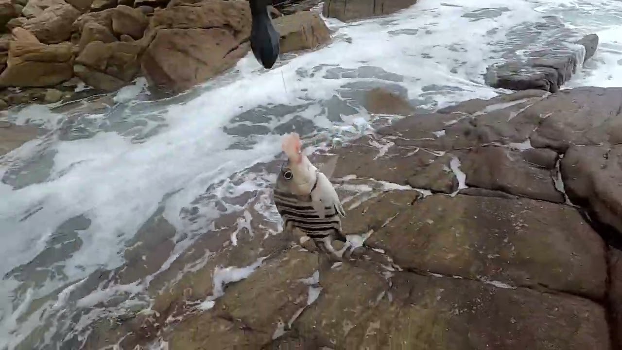 Fish Action Uvongo