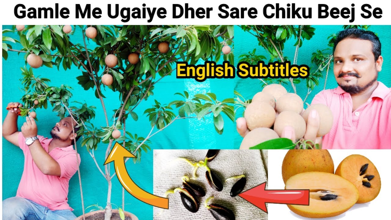 ढेर सारे चीकू गमले में, बीज से उगाने का सबसे आसान तरीका,3 year Update: Growing sapodilla in pot