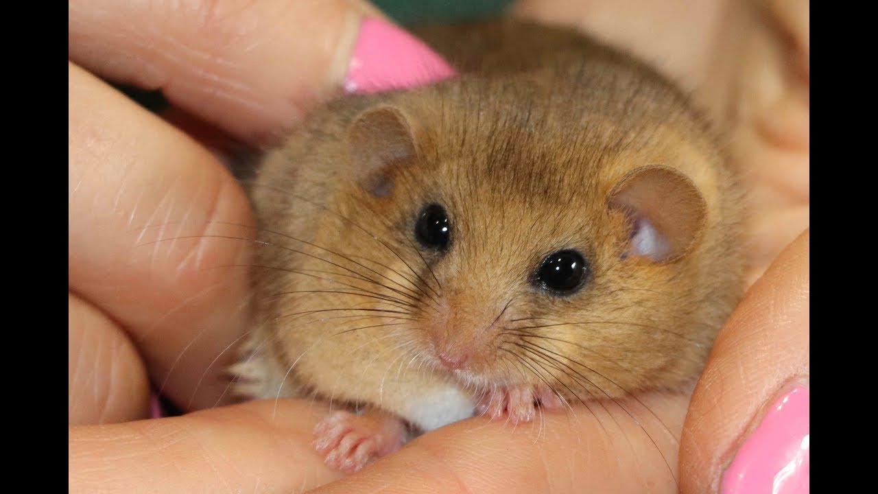 Wildwood Dormouse rescue 2019