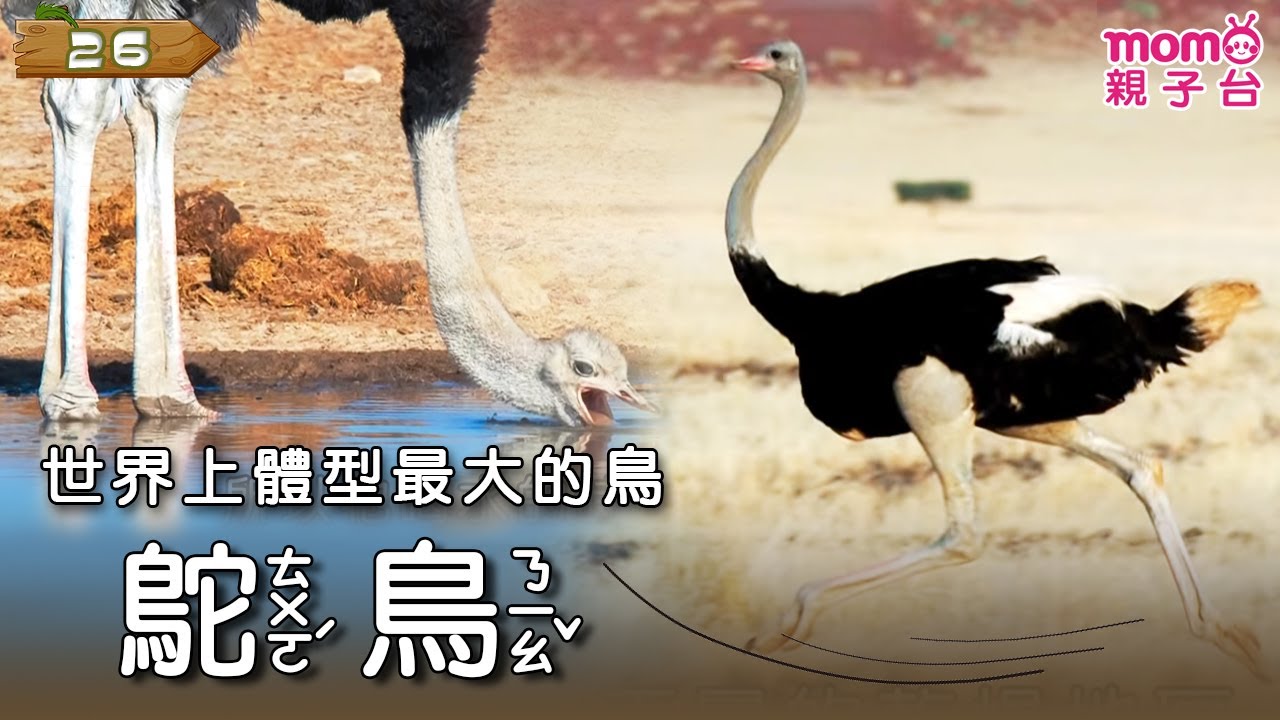 【鴕鳥】Ostrich🐪｜世界上體型最大的鳥｜動物介紹｜昆蟲介紹｜寫實紀錄｜生態環境｜《動物大聯盟》S2 EP26｜#momo親子台 24頻道