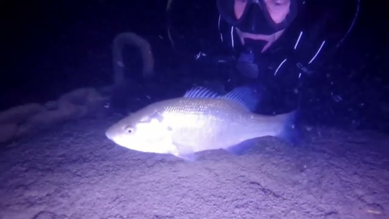 Buceo nocturno . Embalse de Buendía ( Guadalajara )