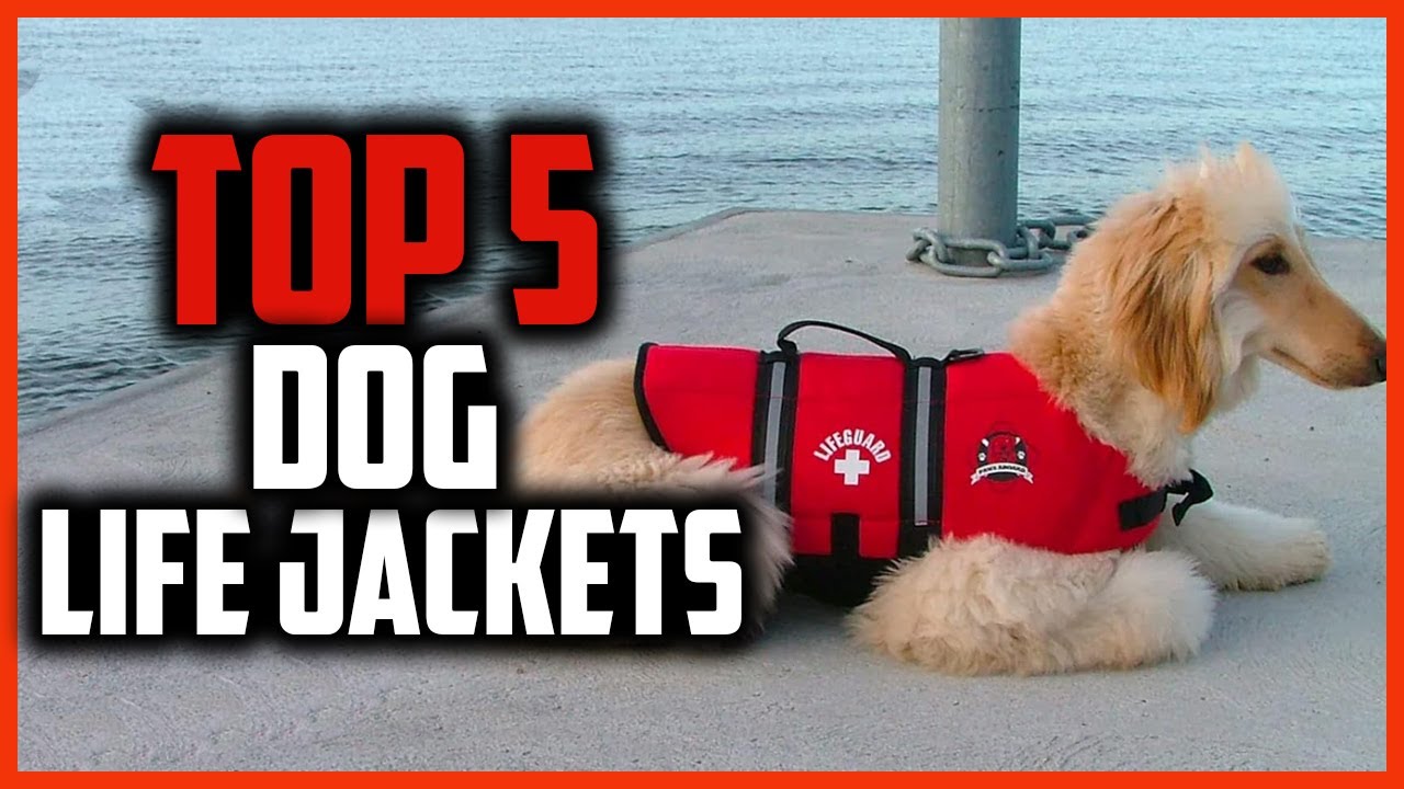 ✅Top 5 Best Dog Life Jackets 2024 Reviews