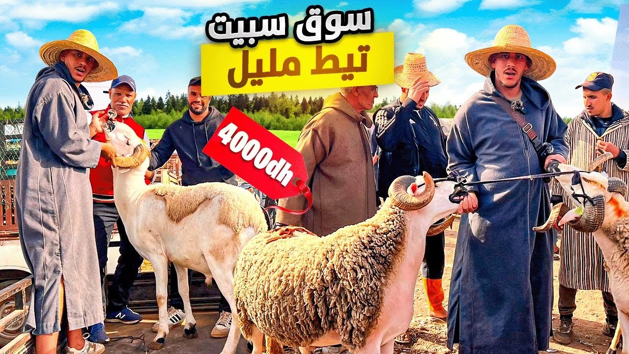 اليوم من سوق سبيت تيط مليل نواحي الدار البيضاء🇲🇦مع أثمنة حولي عيد الأضحى🐑01/06/24 الله يغلبنا عليهم🙏