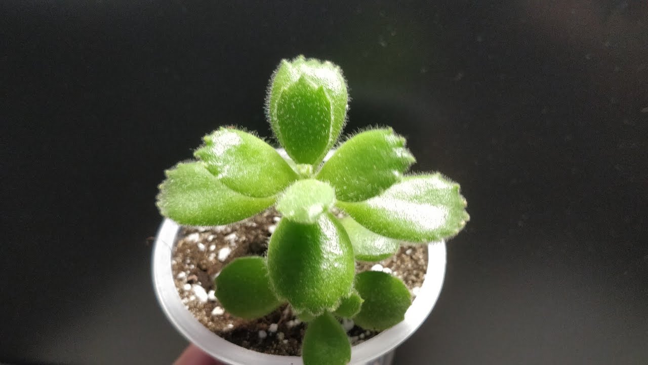 Котиледон (cotyledon) медвежья лапа