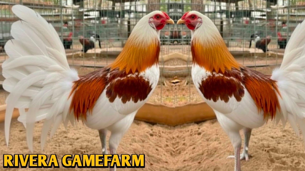 Beautiful Birds - RIVERA Farms