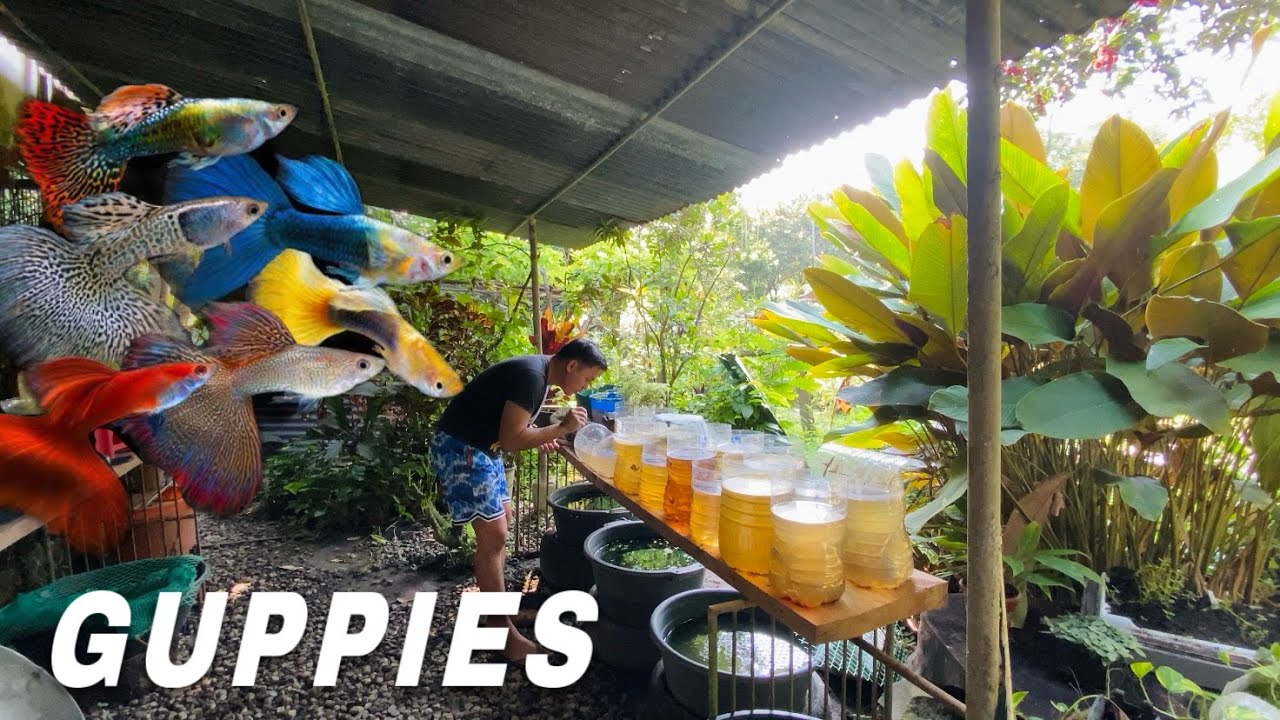 Natural Guppy Farm Setup‼️: Updating my Guppy Backyard | Tomasyow