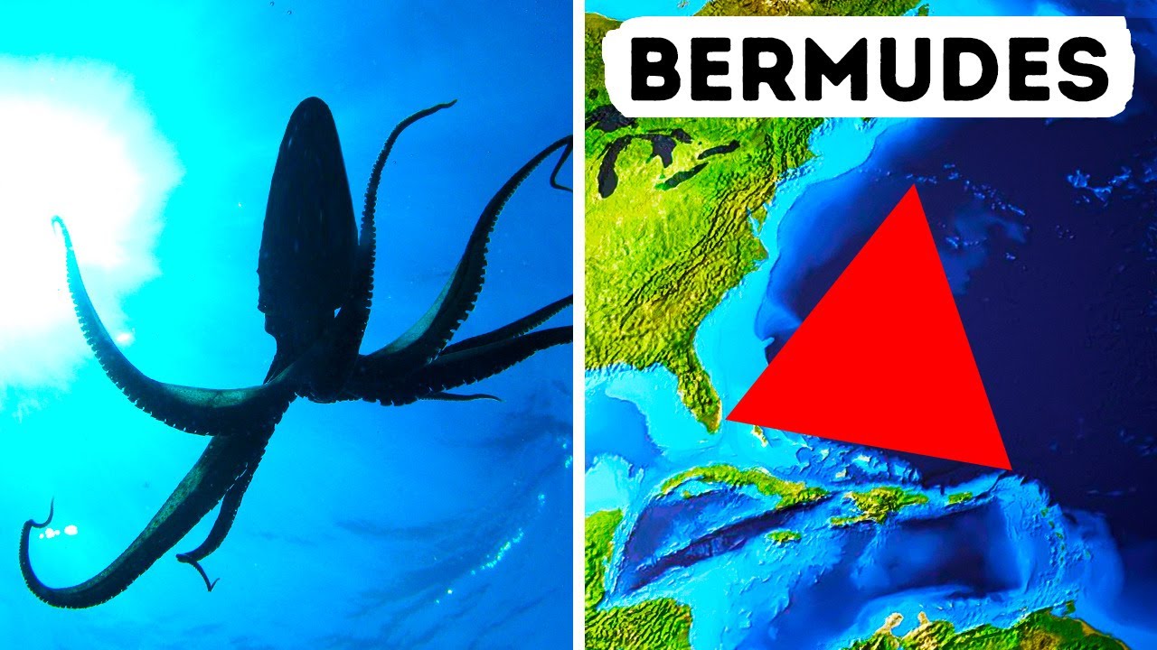 Les calmars géants pourraient résoudre le mystère du Triangle des Bermudes
