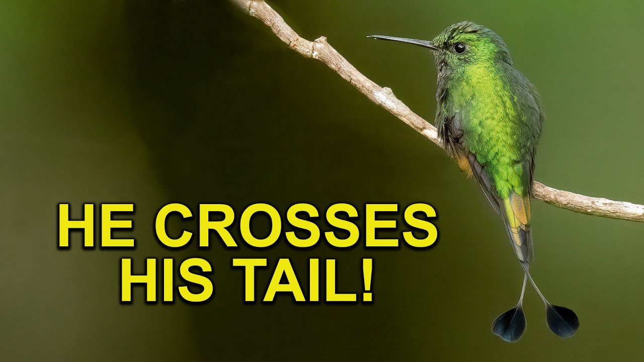 This Hummingbird Has COOL Crossed Tail Feathers