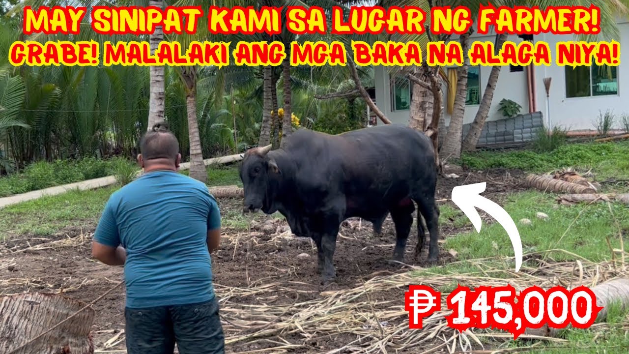 MAY SINIPAT KAMI SA LUGAR NG FARMER! GRABE! MALALAKI ANG MGA BAKA NA ALAGA NIYA! | SOLLE'S G.
