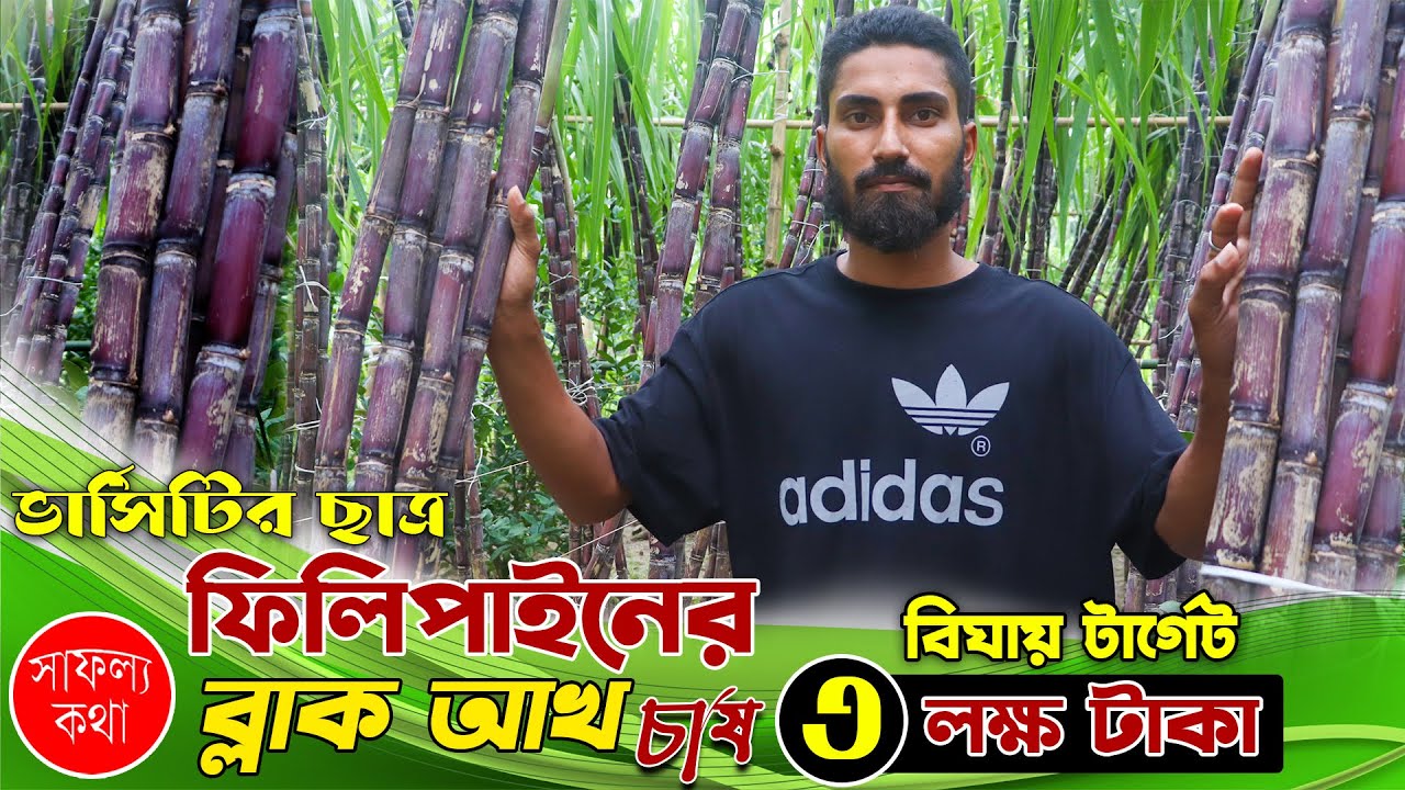দেশের মাঠিতে ফিলিপাইনের ব্ল্যাক আখ চাষ- বিঘা প্রায় আয়ের টার্গেট ৩ লক্ষ টাকা| Black Sugarcane Farming