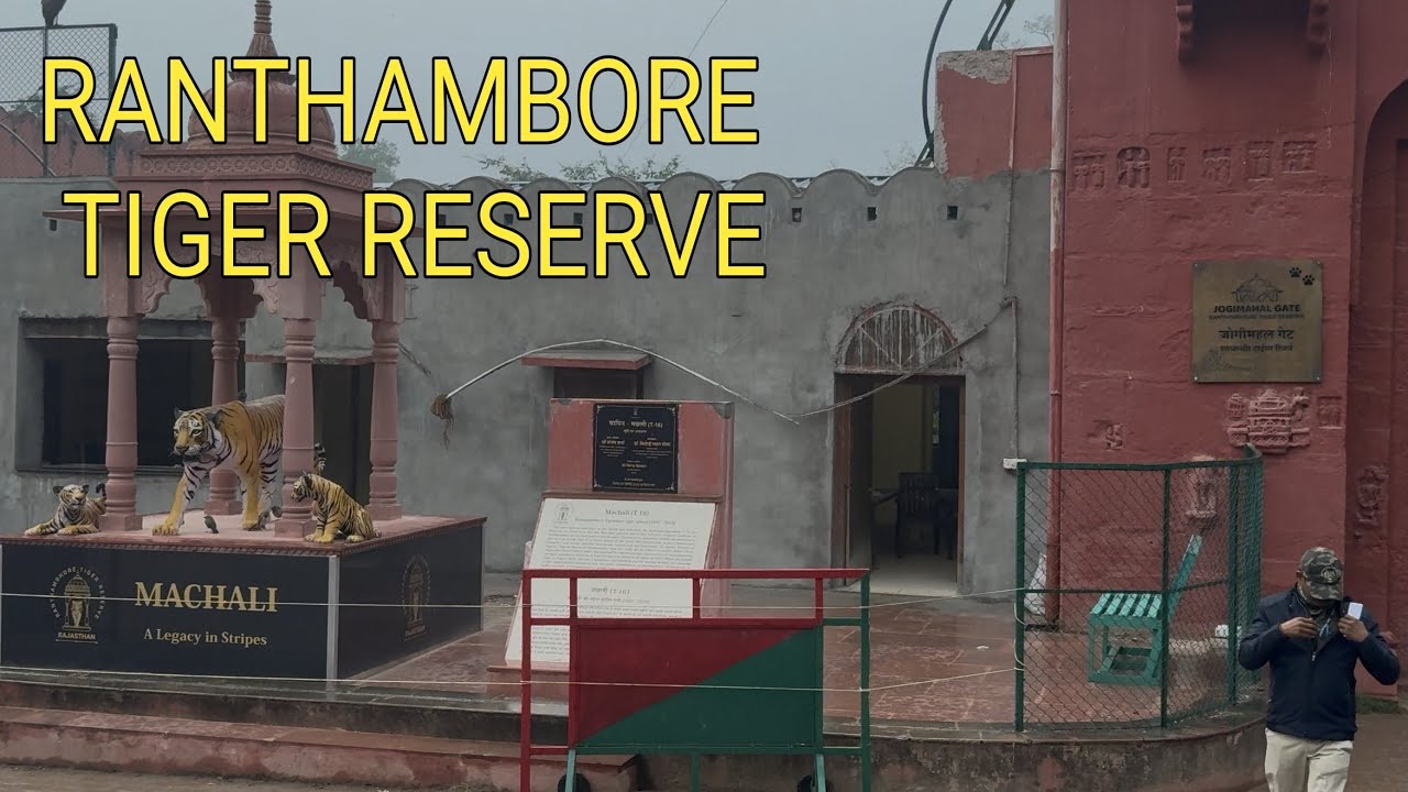 RANTHAMBORE TIGER RESERVE, RAJASTHAN. Arrowhead ഭരിച്ച കാട്ടിൽ മഴയത്ത് ഒരു യാത്ര
