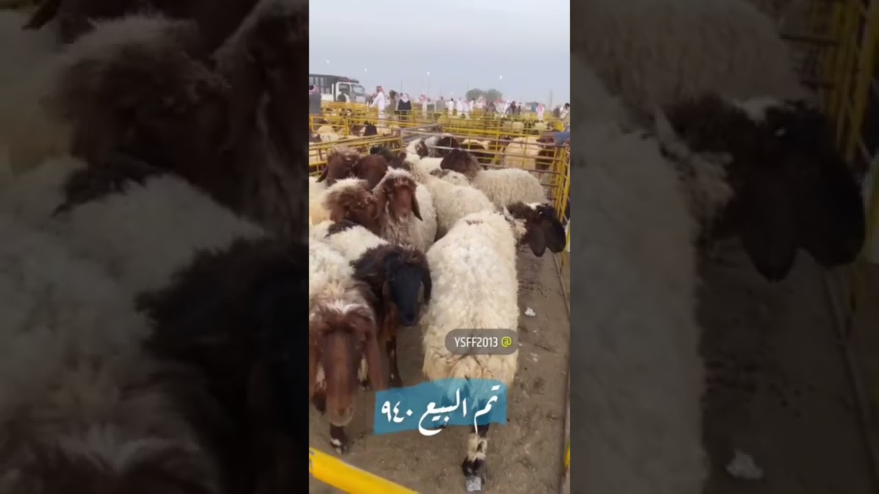 تغطية ونقل مباشرلحراج الغنم سوق حفرالباطن السبت 1443/9/14 لموافق 2022/4/16