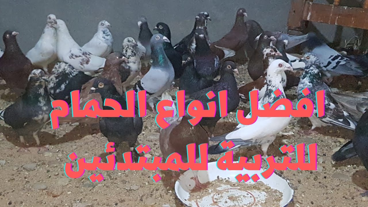 افضل انواع الحمام للتربية المنزلية للمبتدئين وإنتاج زغاليل بحجم كبير/ابوشام مع الحمام