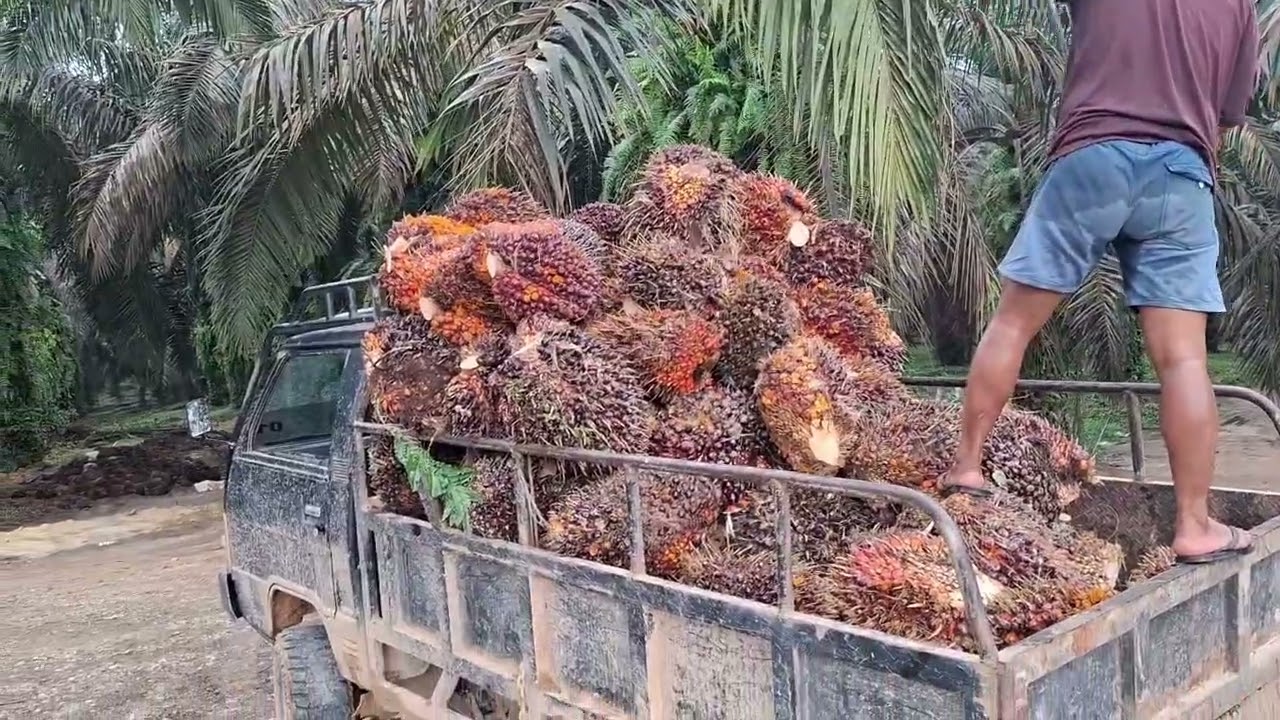 muat sawit tidak perlu berdua cukup sendiri