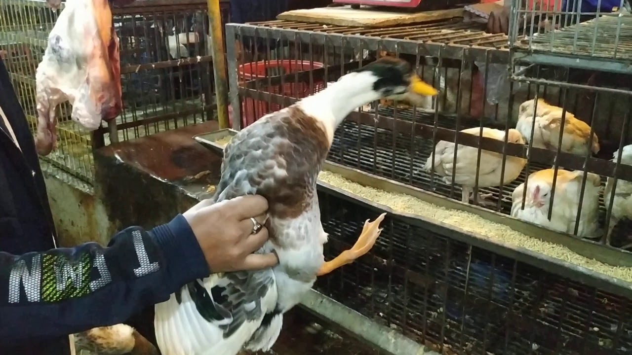 Chicken Market in Dhaka, Bangladesh