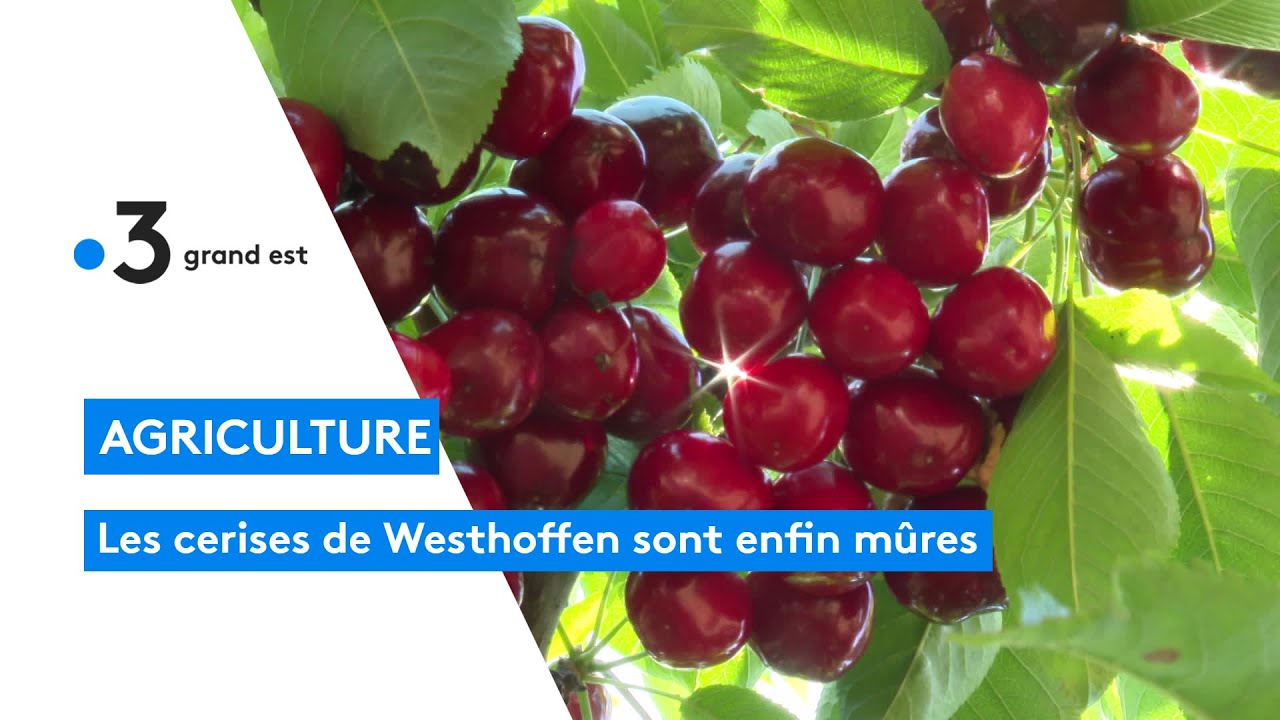 C'est le temps des cerises &agrave; Westhoffen
