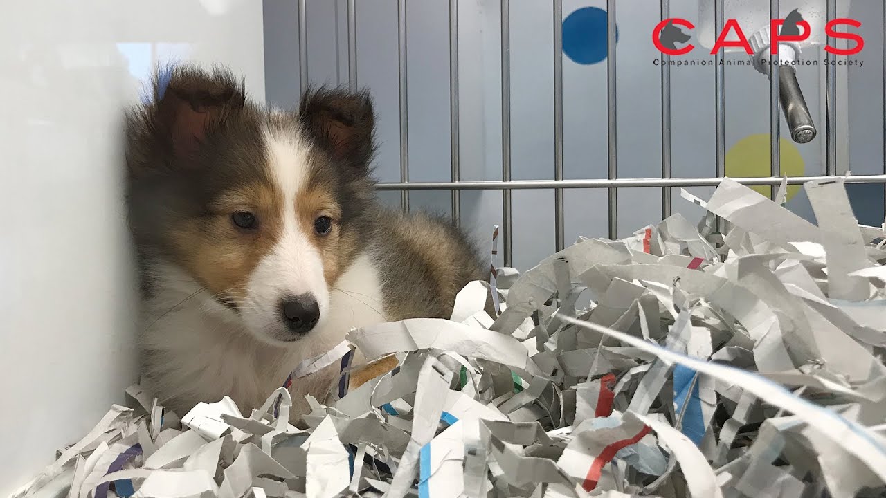 Undercover with CAPS: An Investigation of Temecula Puppies