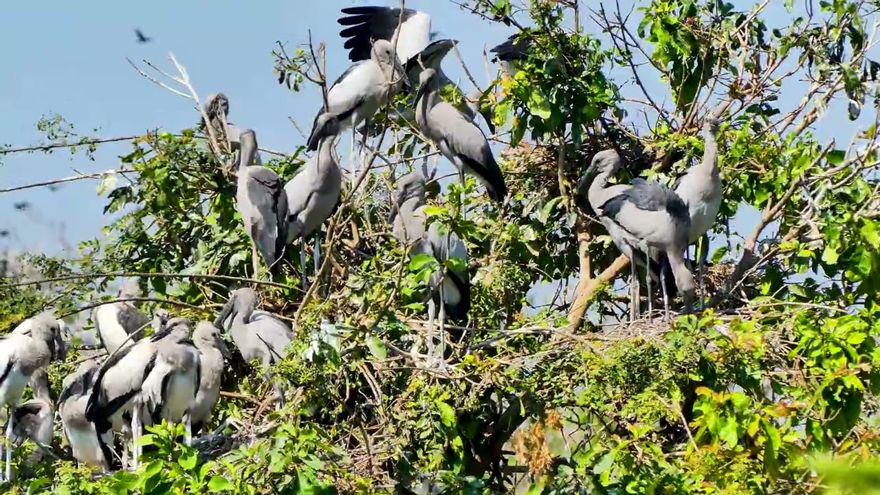 So Amazing Of Bird Life In Avian Flooded Tree So Precious 0001