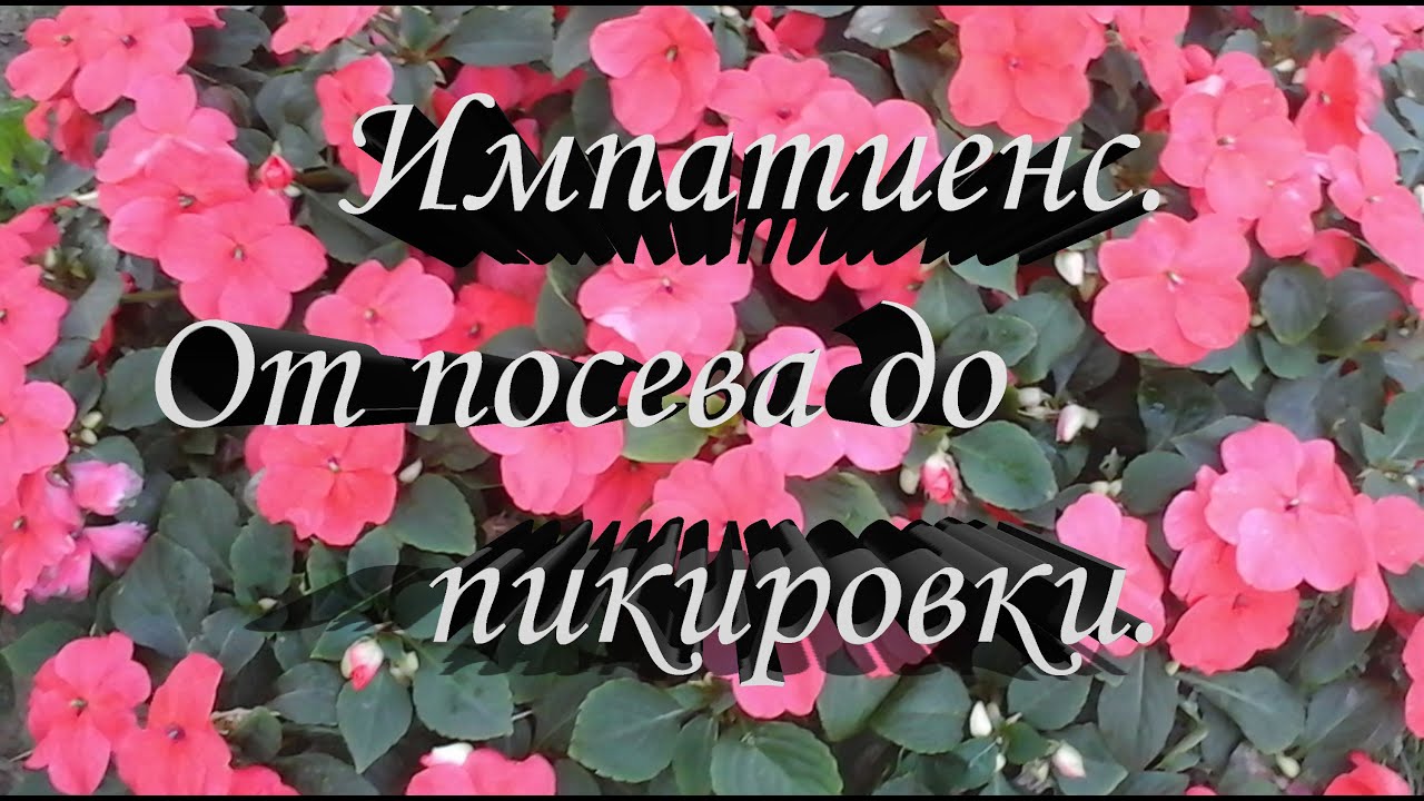 Выращивание ампельного импатиенса (Бальзамина) из семян. От посева бальзамина до его пикировки.