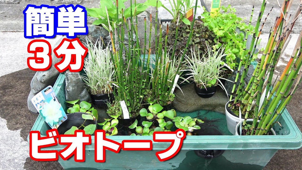 メダカの軽トラ ビオトープ！素材を買いました！【軽トラビオトープ#3】