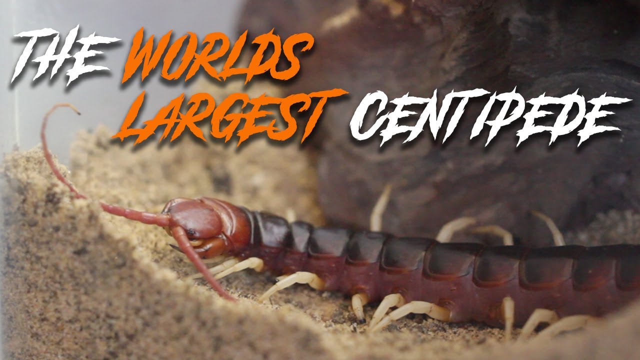 I bought the WORLD'S LARGEST CENTIPEDE! (Scolopendra gigantea)