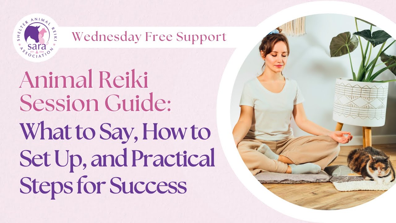 Animal Reiki Session Guide: What to Say, How to Set Up, and Practical Steps for Success