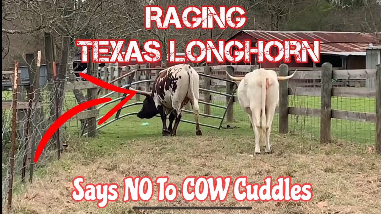 Tex Gives Cow Cuddles #LonghornLester’s