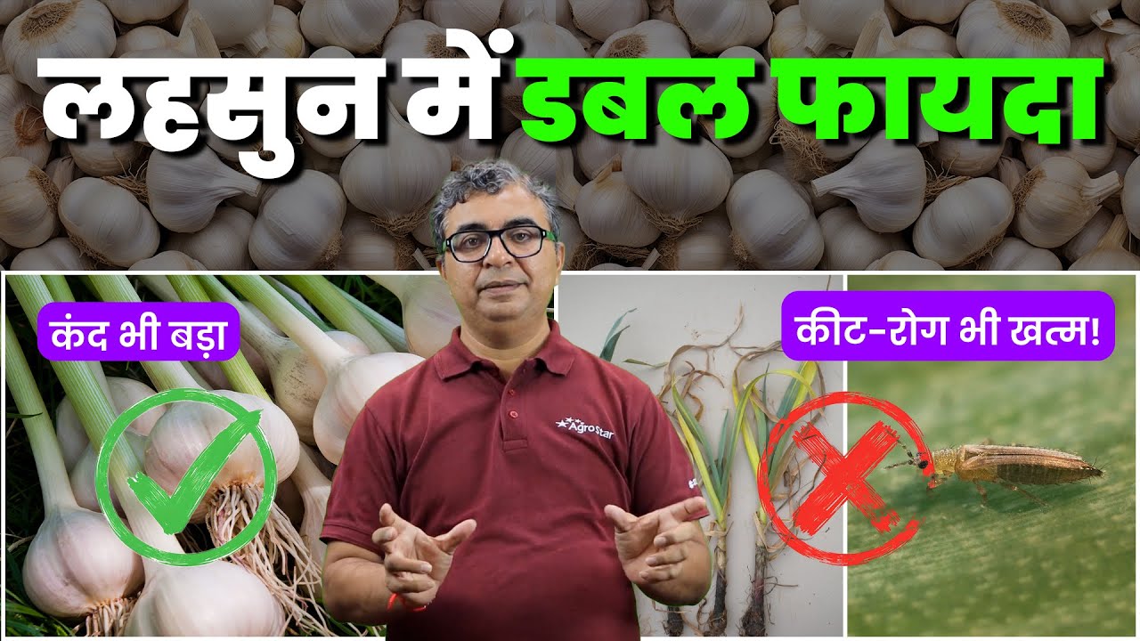 🧄 लहसुन की खेती l कंद भी बड़ा, कीट भी खत्म! l Garlic farming l AgroStar