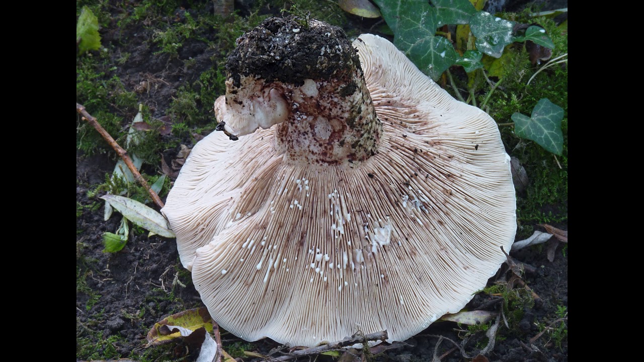 Lactarius controversus